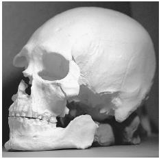 This plastic cast is of the 9,500 year-old skull found to be distinct from that of American Indians. Scientists believe that the man was long-limbed, middle-aged, approximately 5 feet 8 inches tall and weighed around 160 pounds. AP/WIDE WORLD PHOTOS